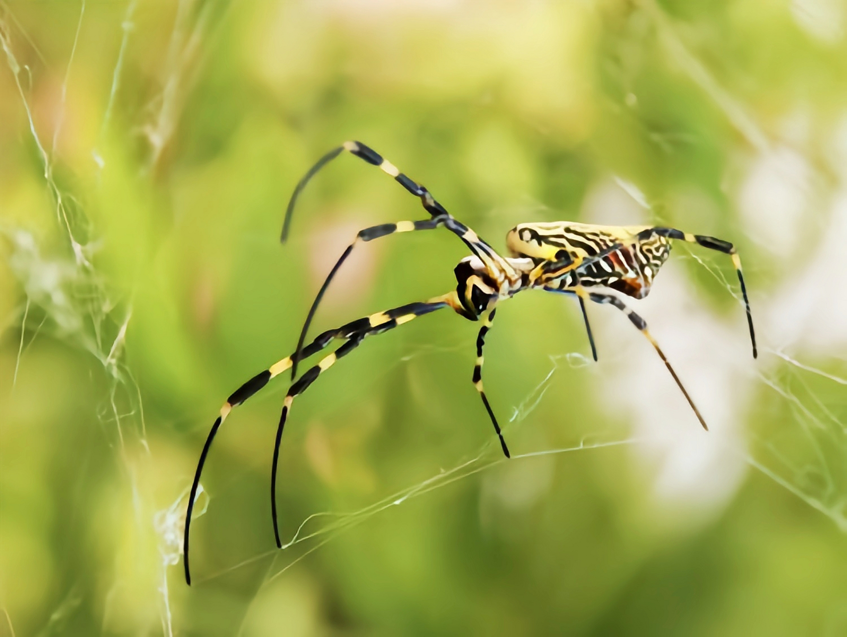 每天认识一种动物——圆网蛛 圆网蛛是我们生活中非常常见的一种蜘蛛.