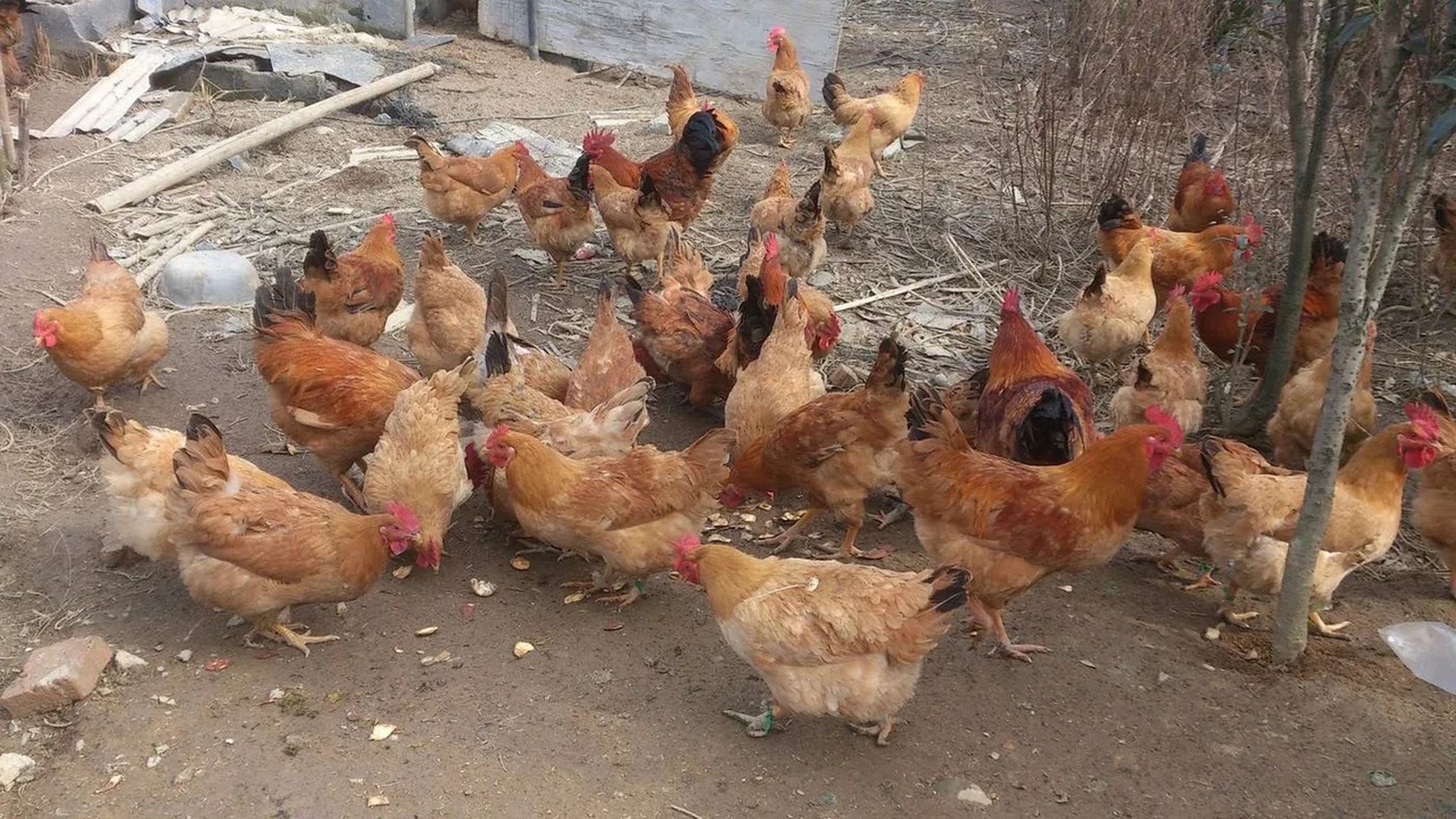 我发了条朋友圈,问谁要老母鸡和土鸡蛋,同事李娟看到了,立马发消息问