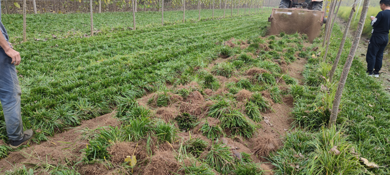 麦冬草种植方法详解