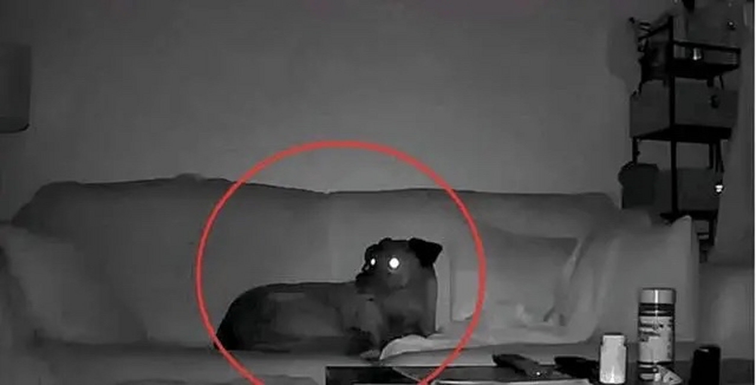 有一种说法,狗眼是阴阳眼,能看到人看不到的东西,而且还有不少证据