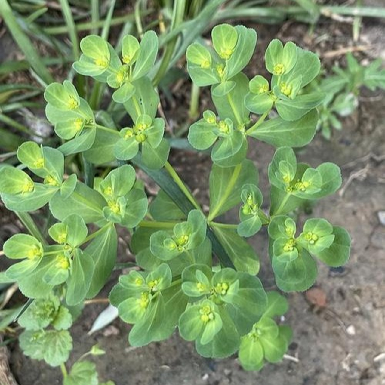 别名猫眼草的泽漆原来这么好看(泽漆,中药名)