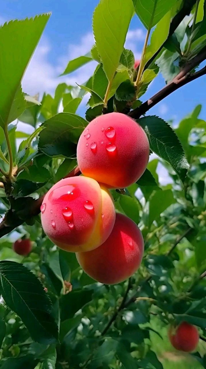 桃花依旧笑春风90桃子香气满溢90真是来到了桃红色的世界90让我