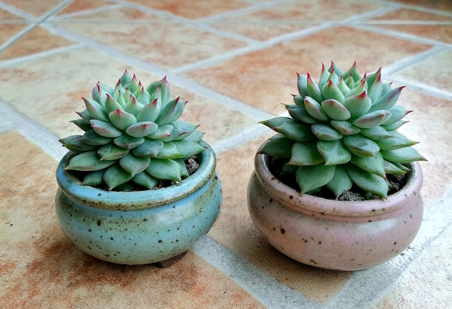 小巧可爱的多浆植物拇指盆拼盆