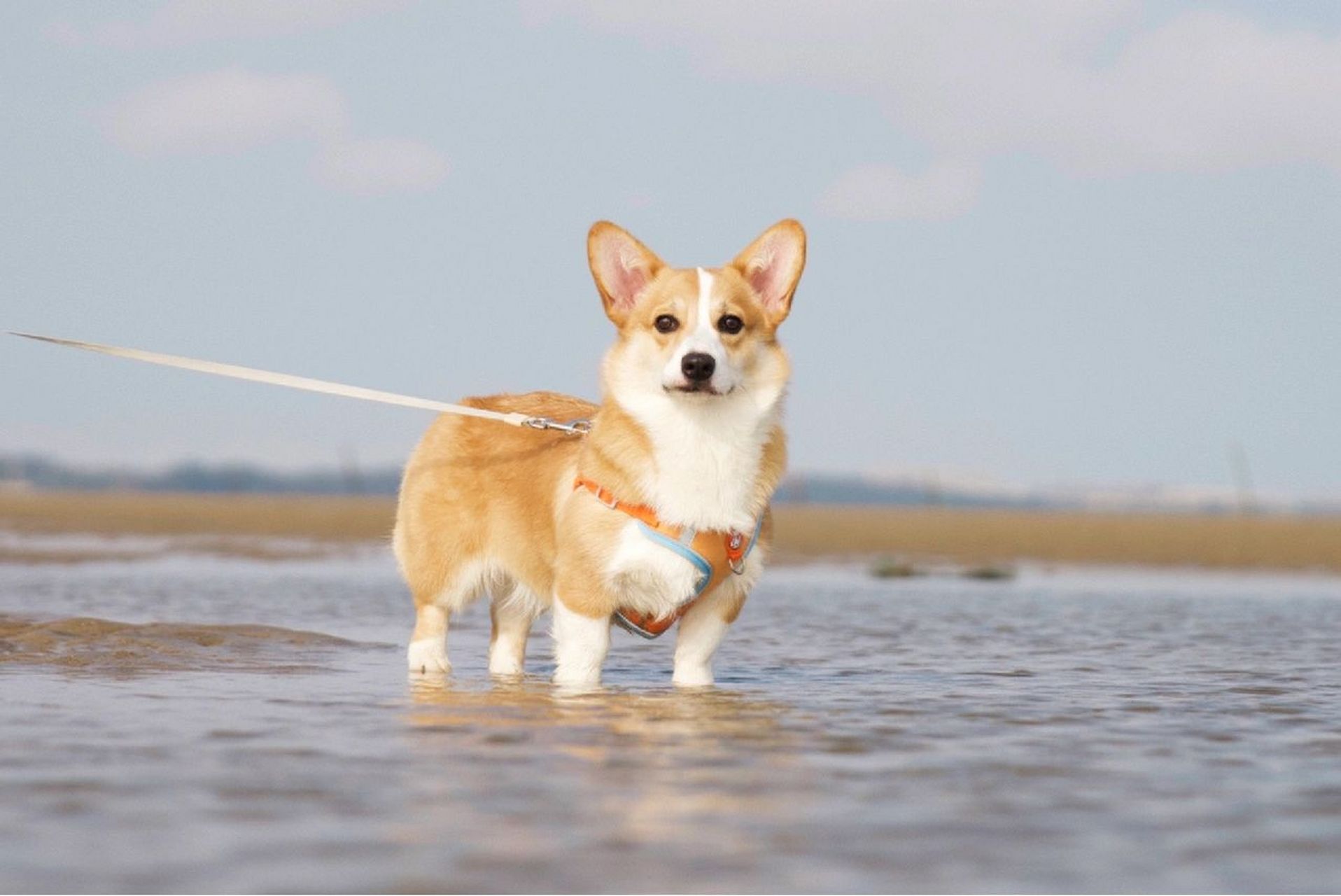 狗狗也向往大海