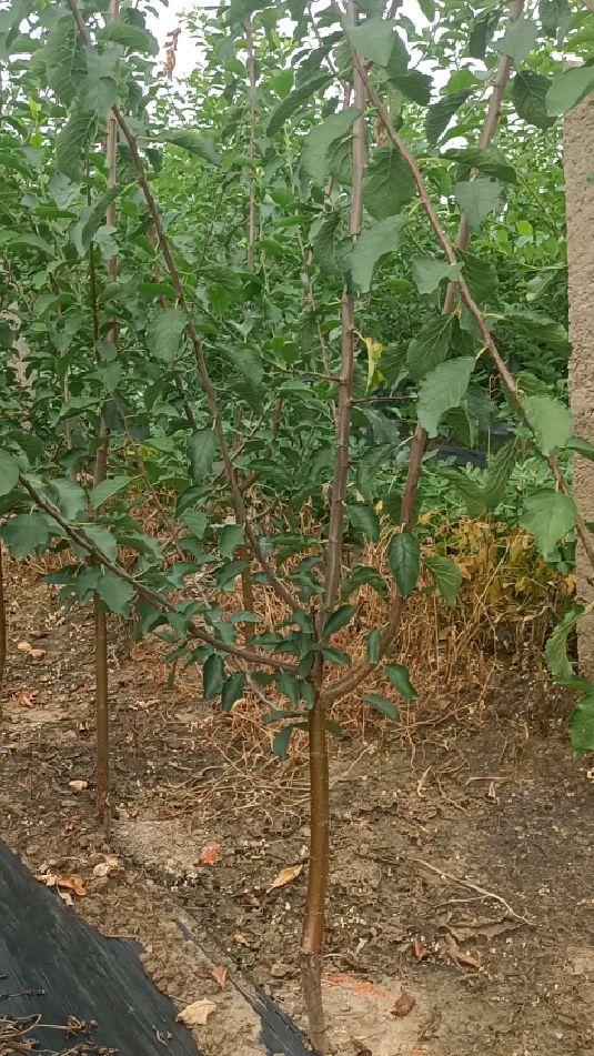 蓝蜜西梅李子苗产量高适合庭院种植