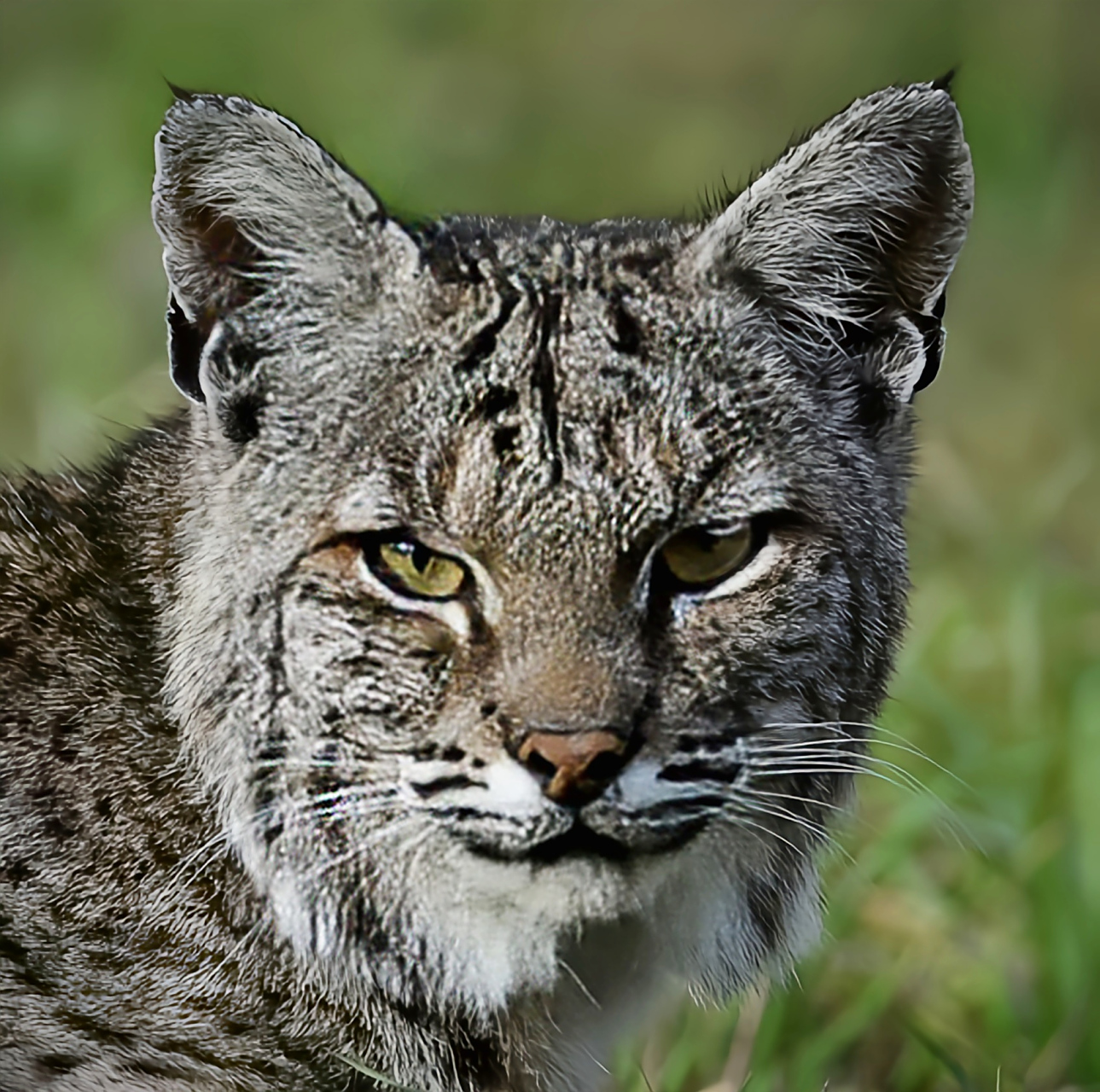 每天认识一种动物——短尾猫 短尾猫别名赤猞猁,北美山猫,猫科哺乳