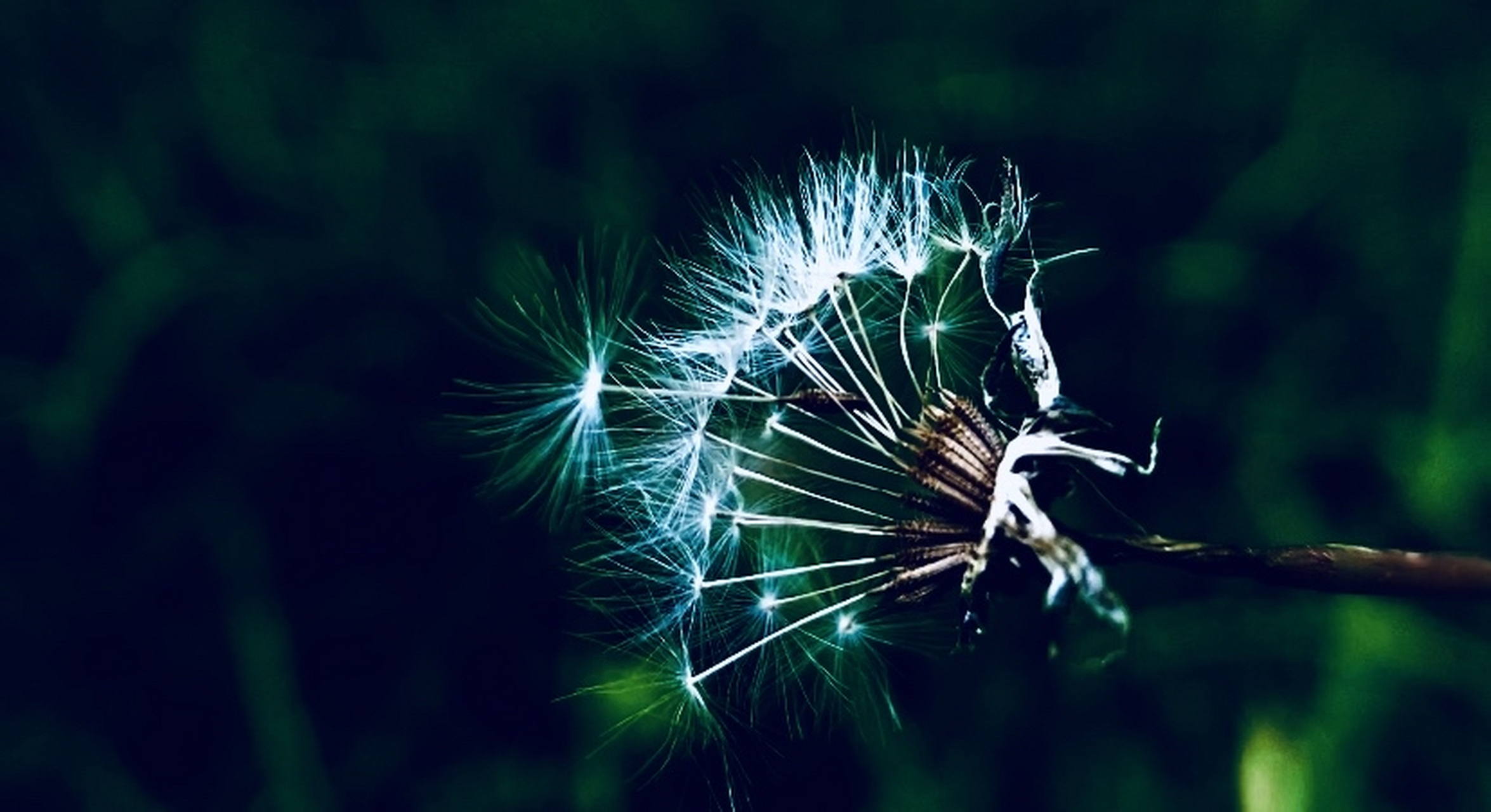 我是一颗蒲公英的种子 没人能懂我的快乐和悲伤  爸爸妈妈给我一把小