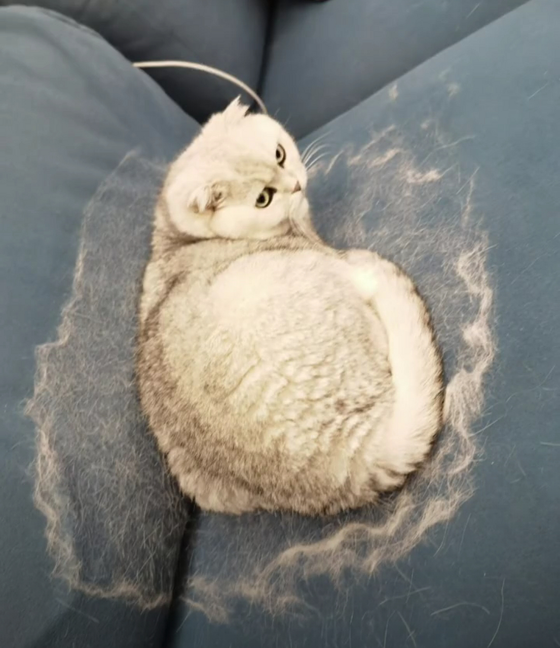 网友:我家的小猫咪不但爱掉毛,还喜欢抢沙发,实在是没办法,只好给它定