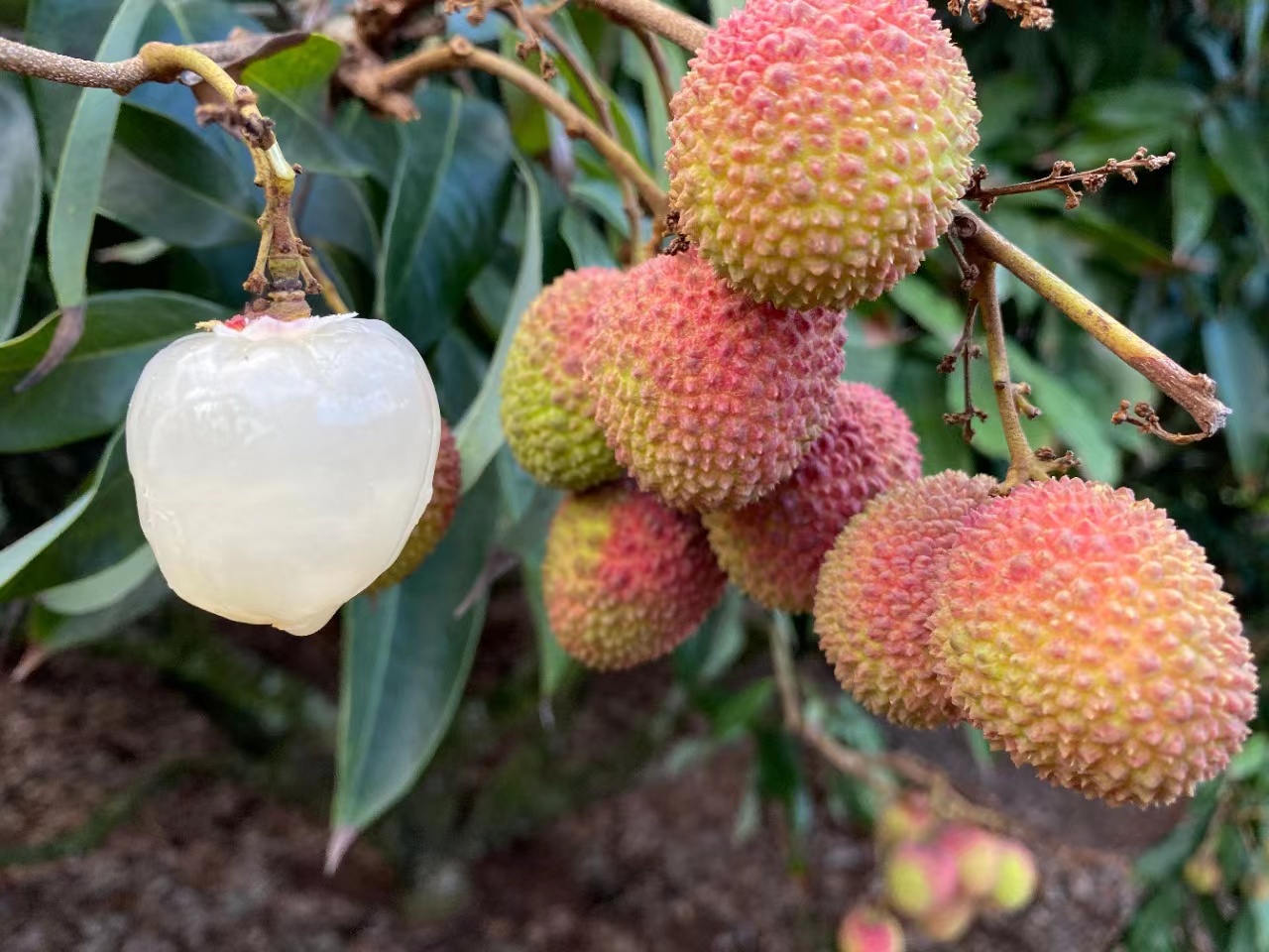 关于我们的海南火山岩妃子笑荔枝