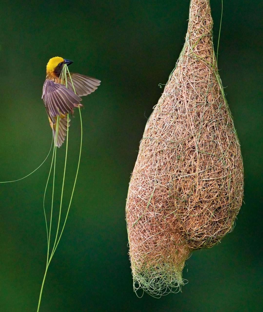 织巢鸟有100多个种类,主要发现于非洲和亚洲地区.