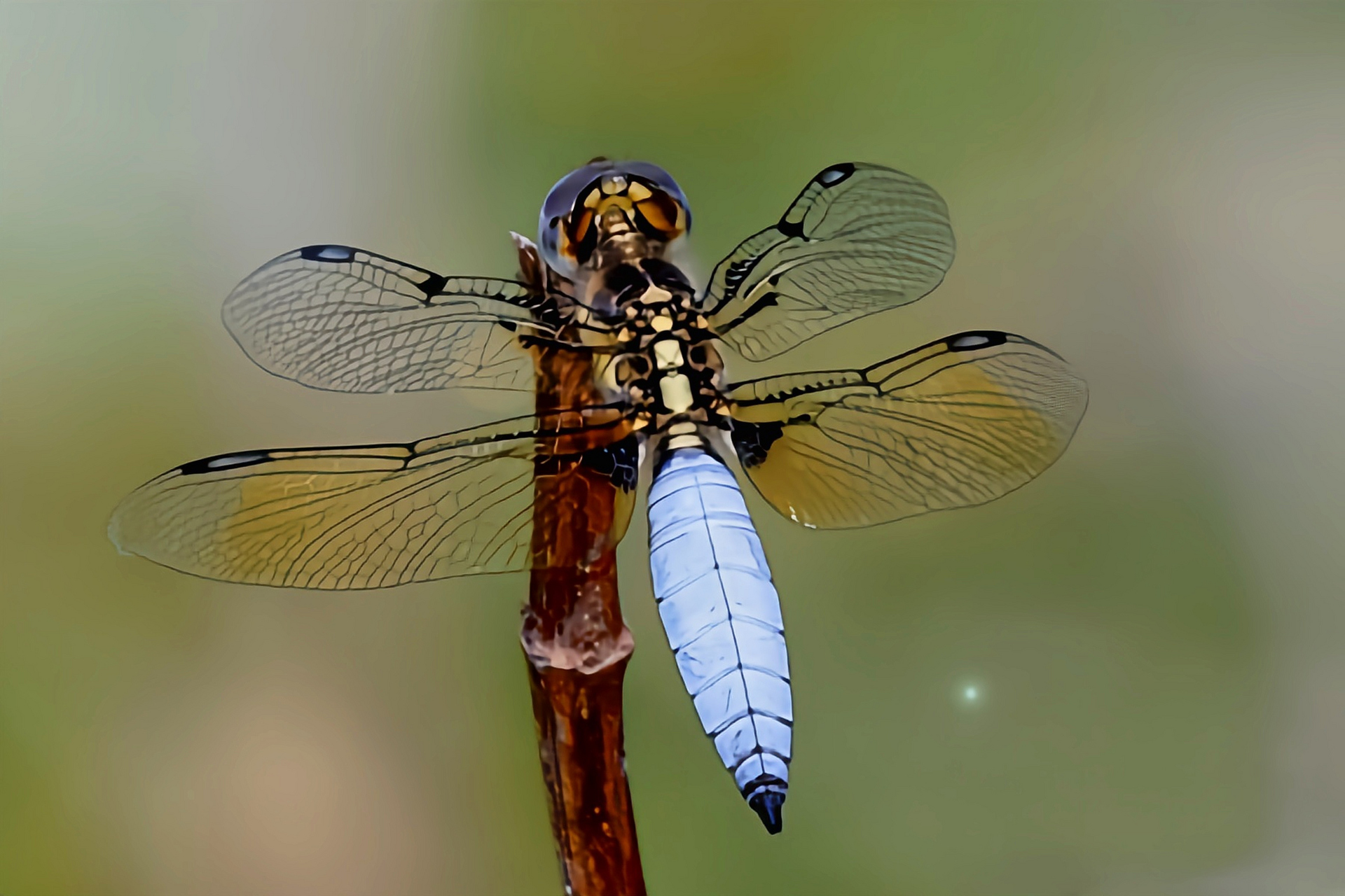 每天认识一种昆虫——六斑曲缘蜻  六斑曲缘蜻是蜻蜓目,蜻科,曲缘蜻属