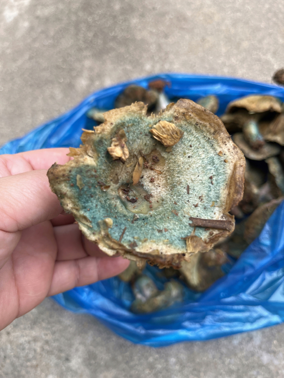 他说叫雁鹅菌,很营养美味.话说这个真的能吃吗?怎么吃呢?