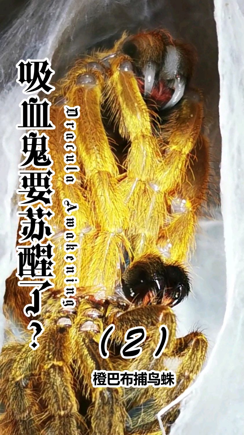 蜘蛛是吸血鬼?橙巴布捕鸟蛛介绍第二集-度小视