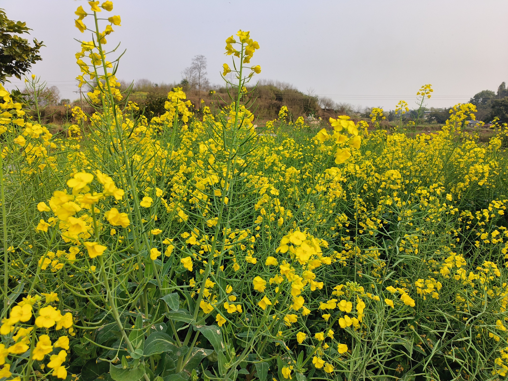 芸薹是十字花科,芸薹属二年生02草本02植物,高