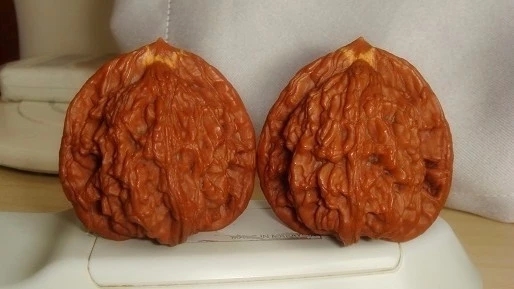 文玩核桃的黄筋,到底哪种才算是好的?