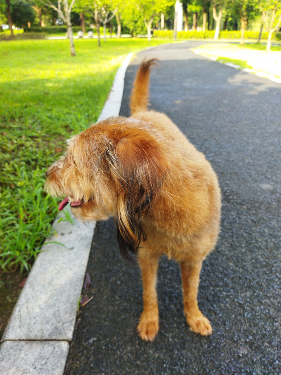 我家的阿黄-不下雨就好热啊