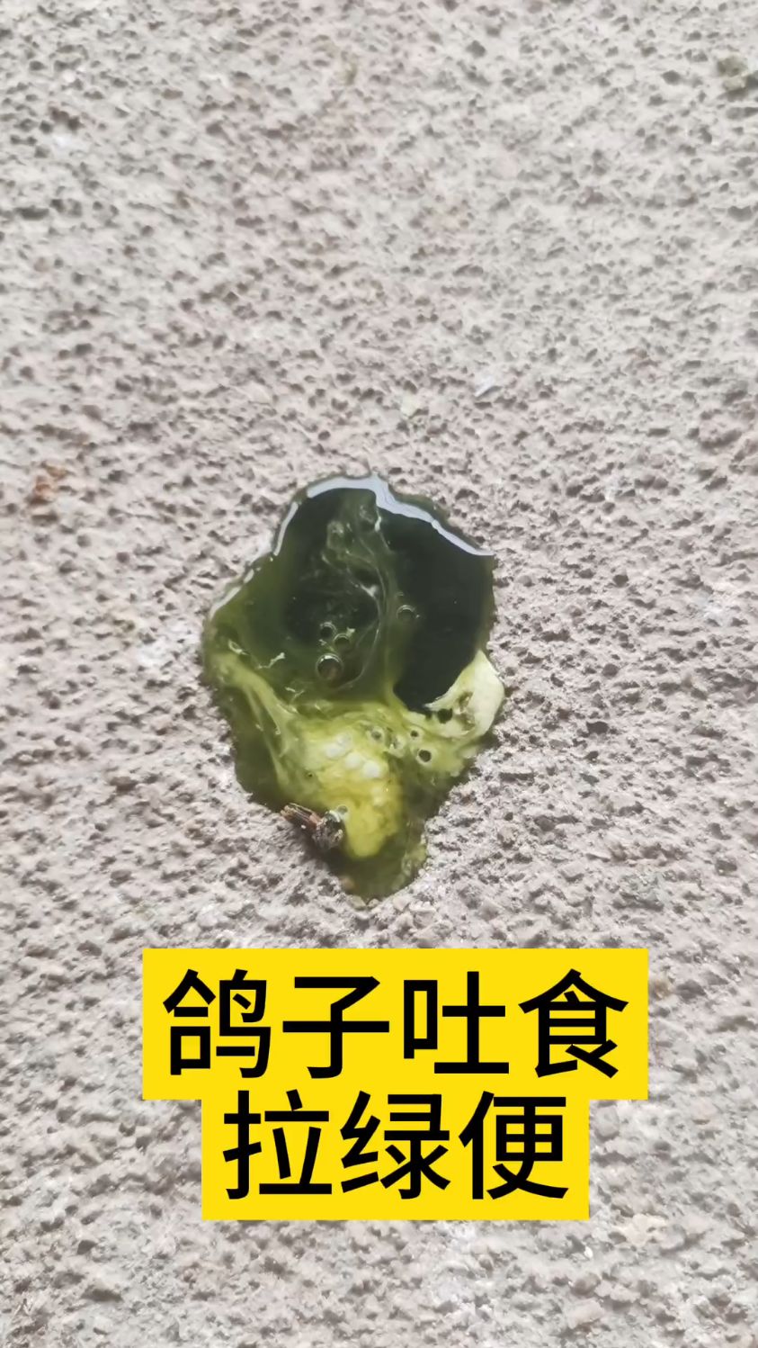 鸽子吐食拉绿便,只需两天时间就能解决