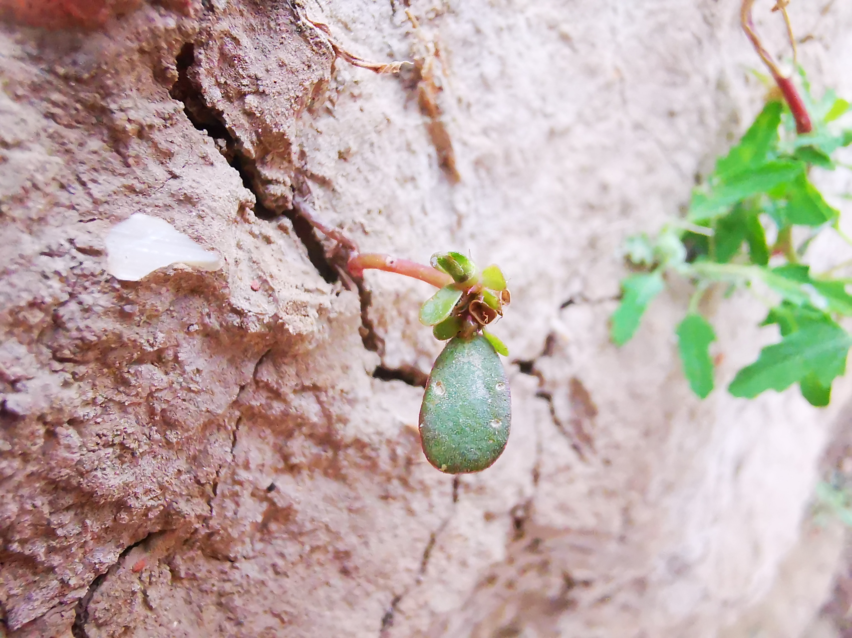 【"立秋之后,寸草结籽"的现象与意义】  小时候听妈妈说"立秋之后,寸
