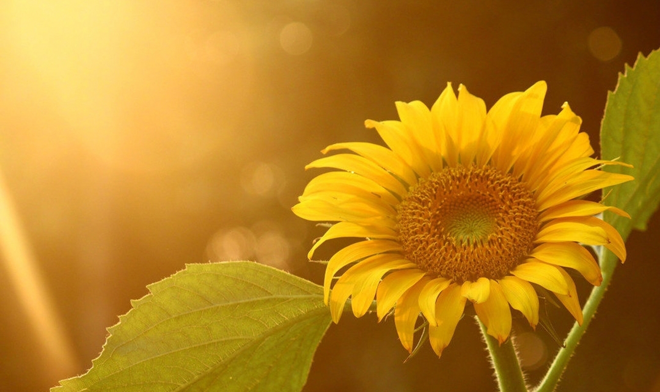 向日葵看不到太阳也会开放,生活看不到希望也要坚持.