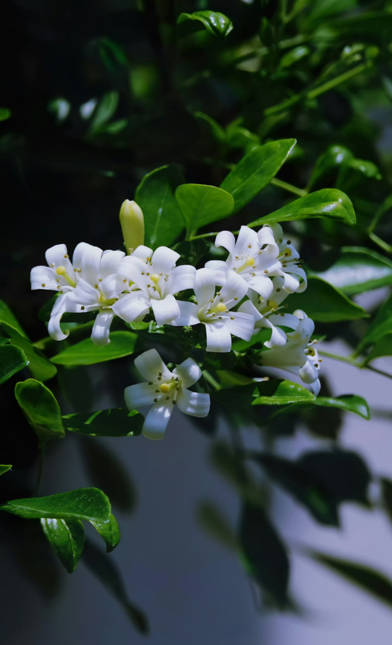 千里香,夏天盛开后秋季也开.
