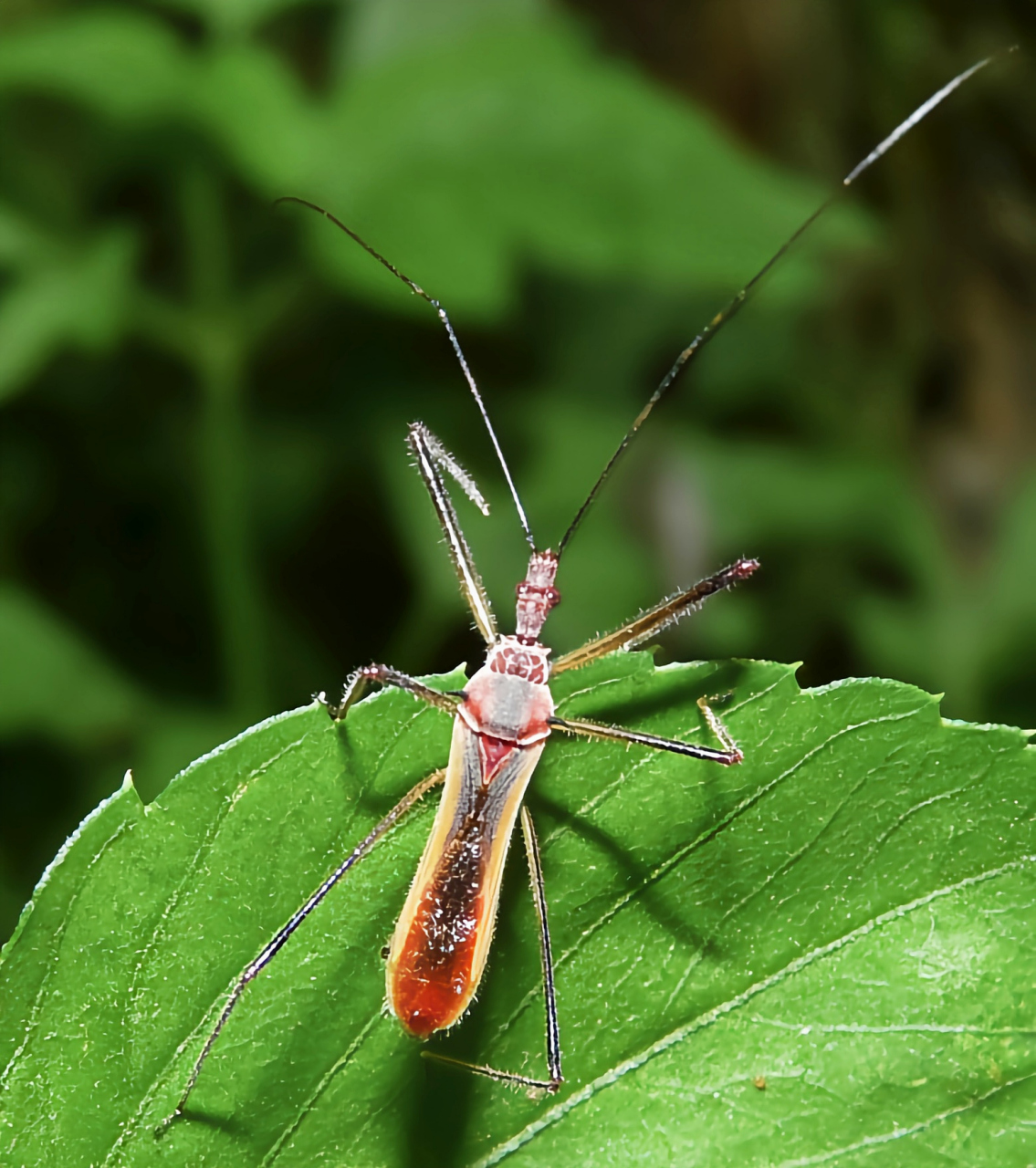 每天认识一种昆虫——纵斑彩猎蝽 纵斑彩猎蝽象是半翅目猎蝽科昆虫.