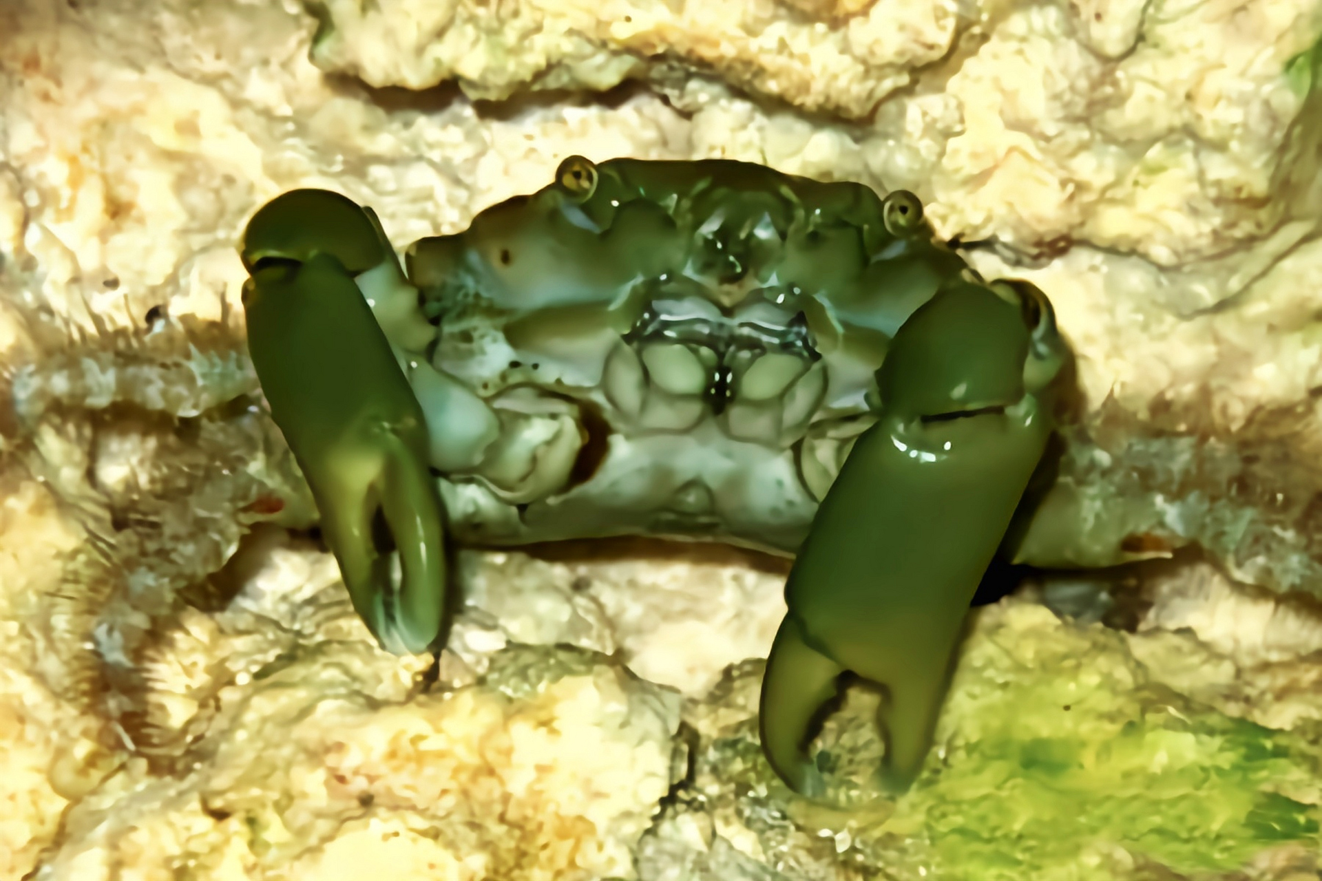 每天认识一种动物——绿宝石蟹 绿宝石蟹别名绿螃蟹,原产于大西洋