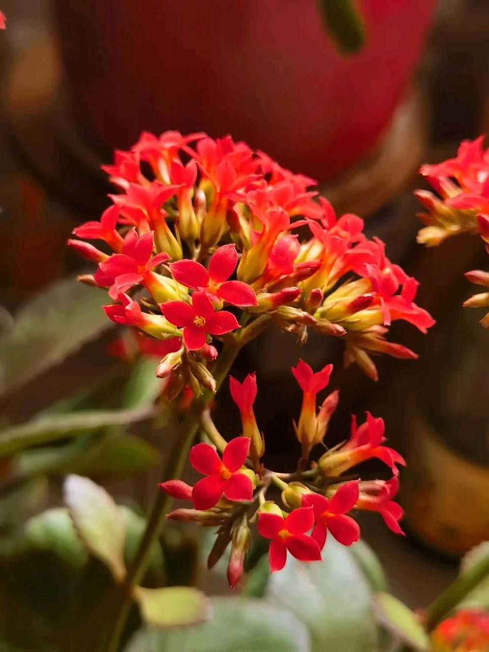 寓意吉祥长寿,能给人带来好运  寒冬里,我家的大叶红单长寿花如约开放