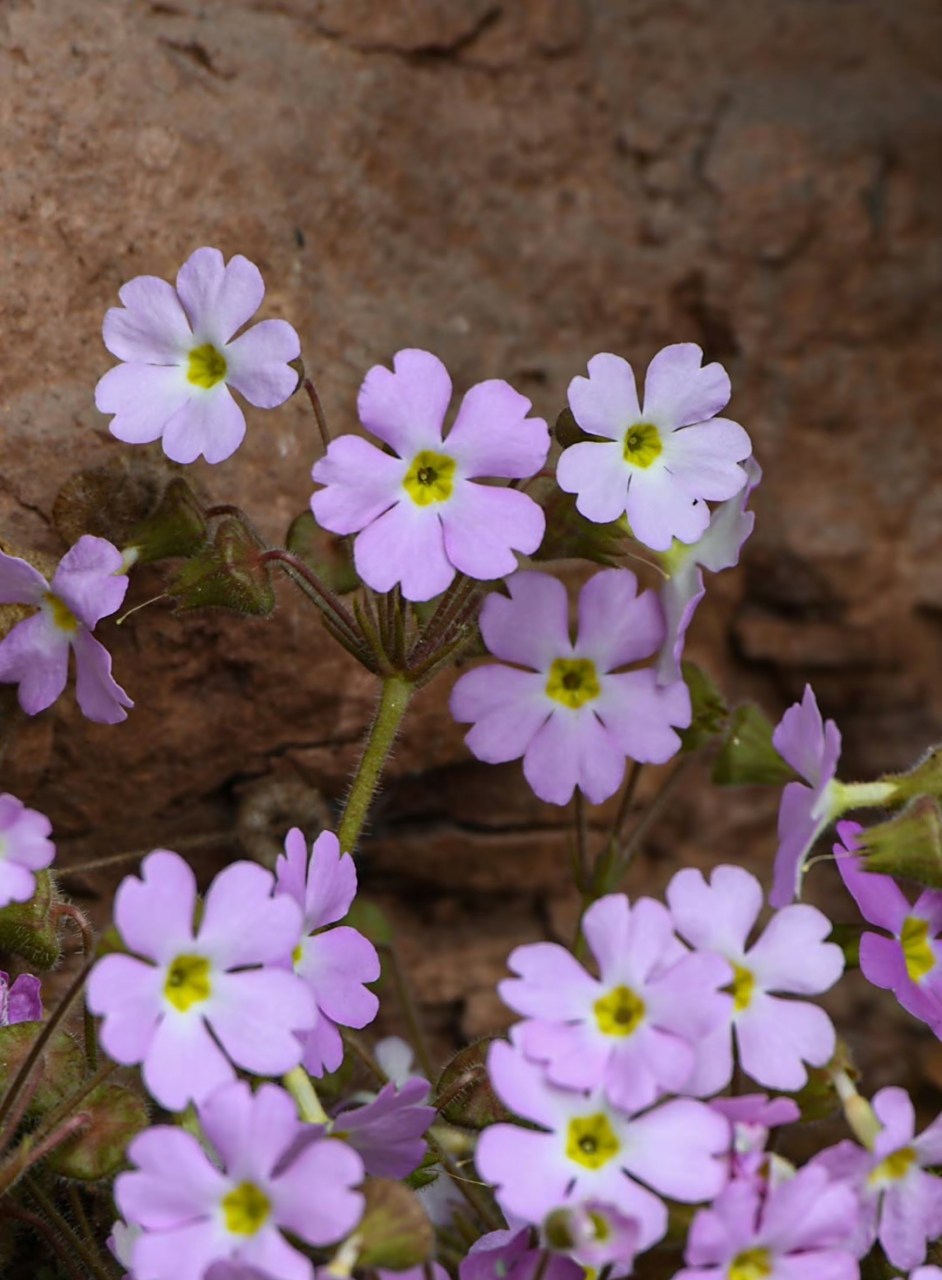 藏报春 primula sinensis 报春花科 报春花属 67.