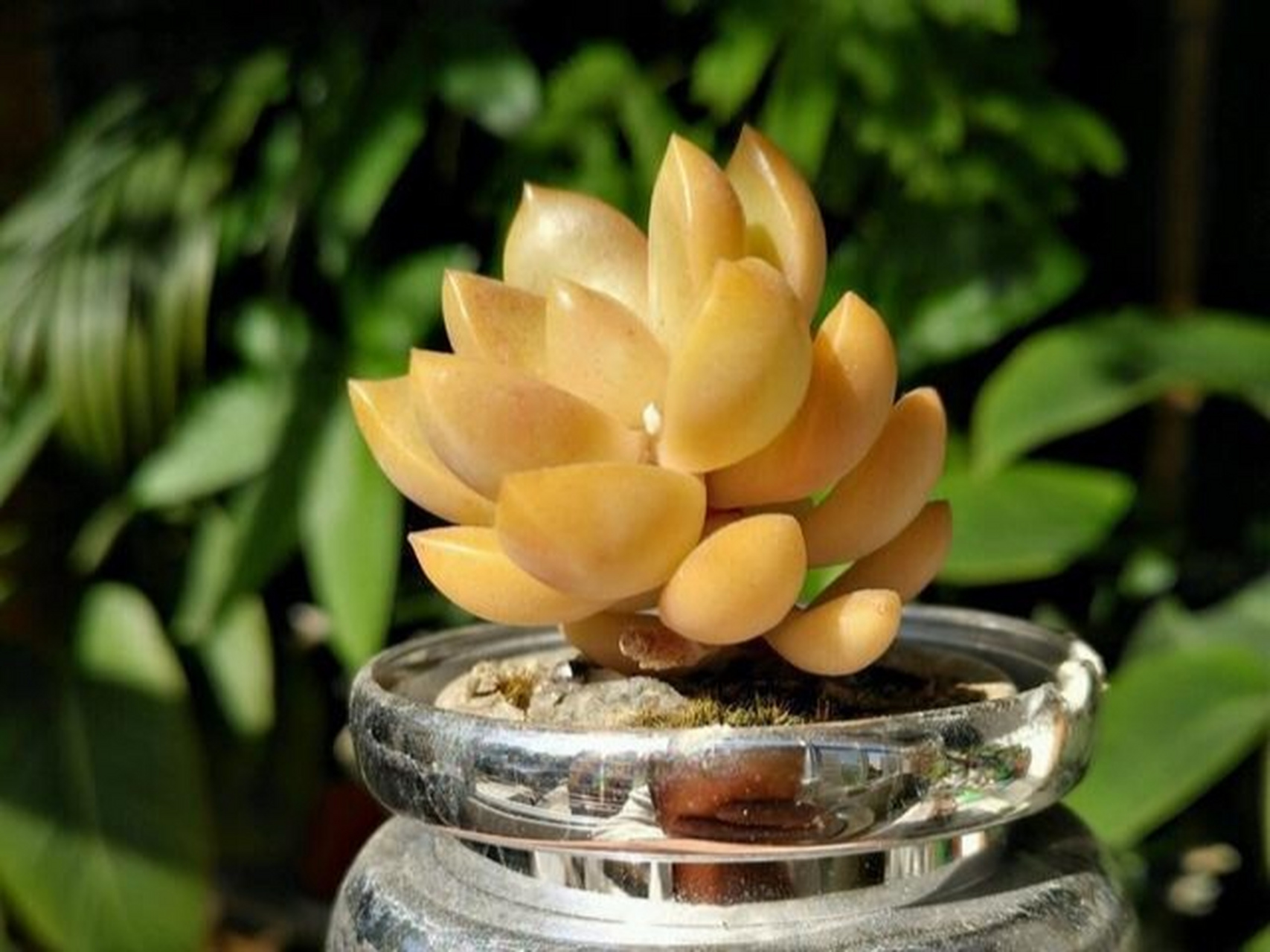 分享植物:不同品种的多肉,可爱的肉多多,好养又好看