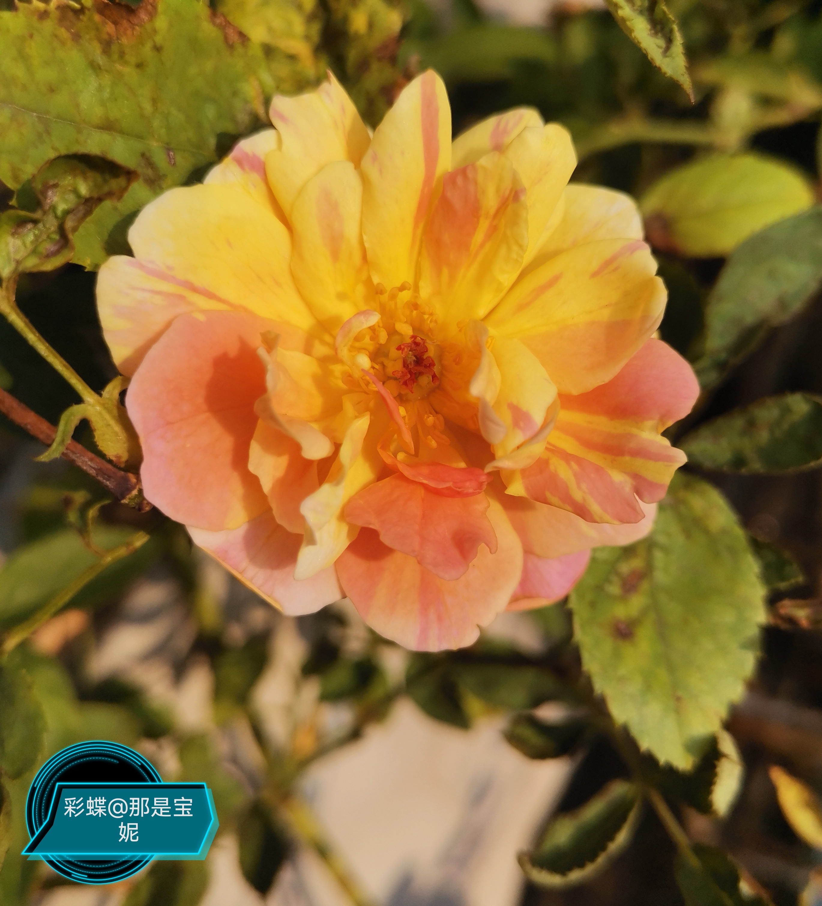 这两天彩蝶杏色露台艾菲天鹅古董玛格丽特王妃自由精神又开花了