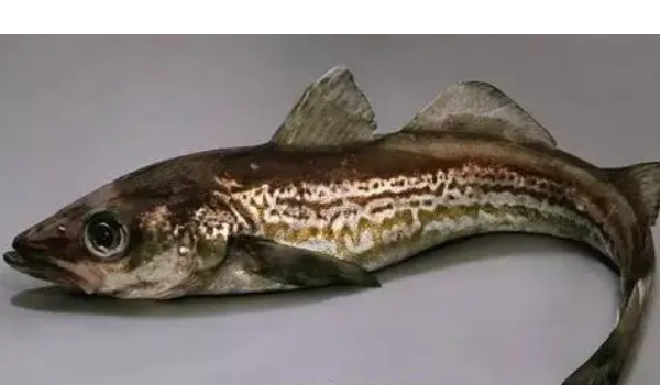 麦香鱼是什么鱼