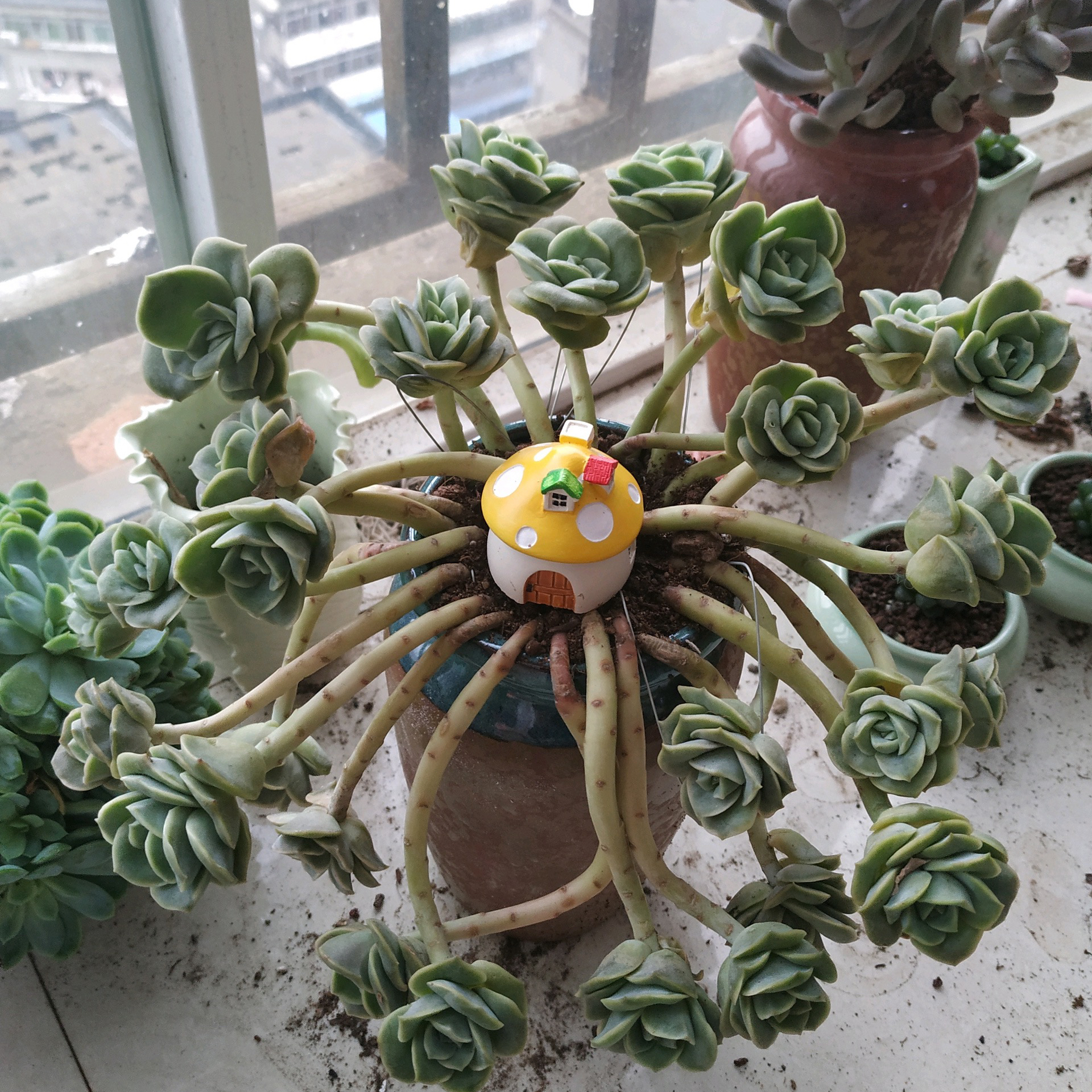 可爱玫瑰老桩很多,但是这种群生直立的状态还是第一次见,太美了