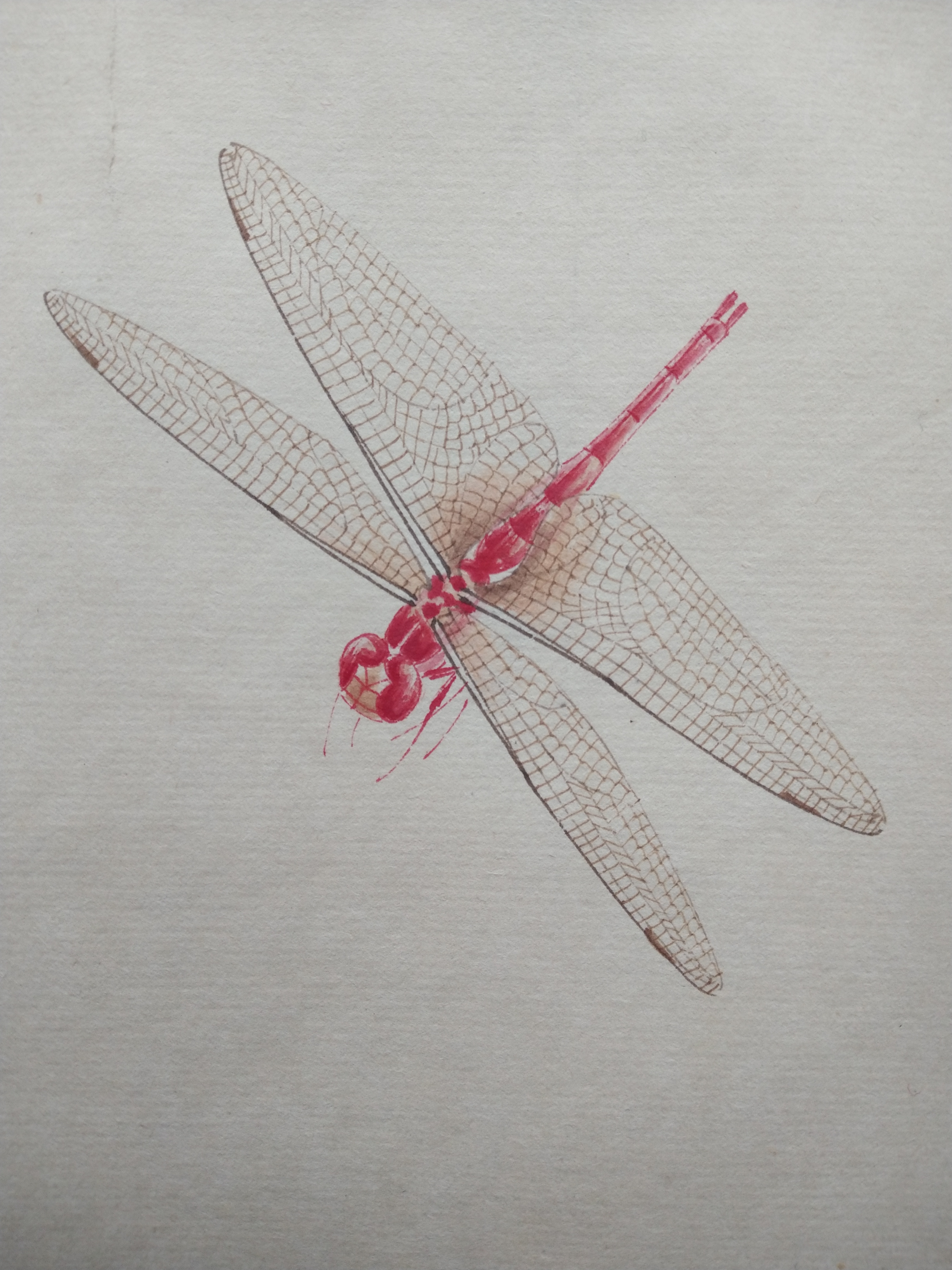 自藏齐白石《莲蓬蜻蜓》