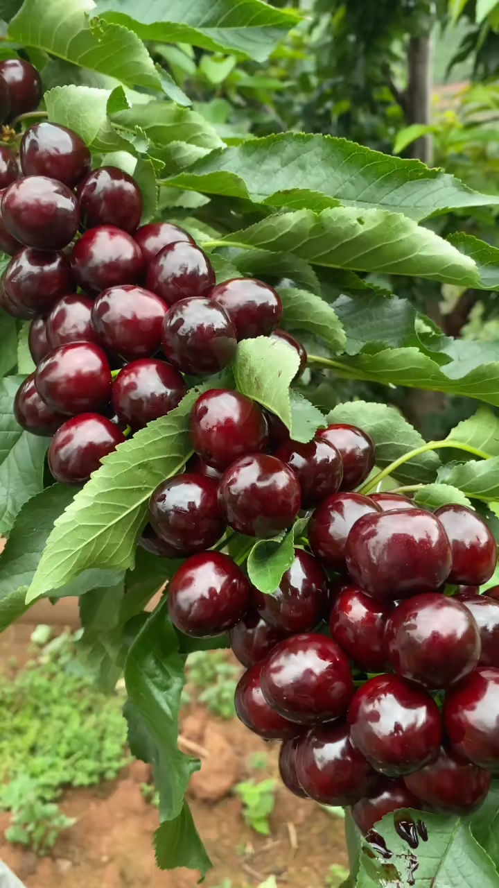 哪里有塔玛拉樱桃苗 塔玛拉樱桃苗多少钱一棵 塔玛拉樱桃苗价格