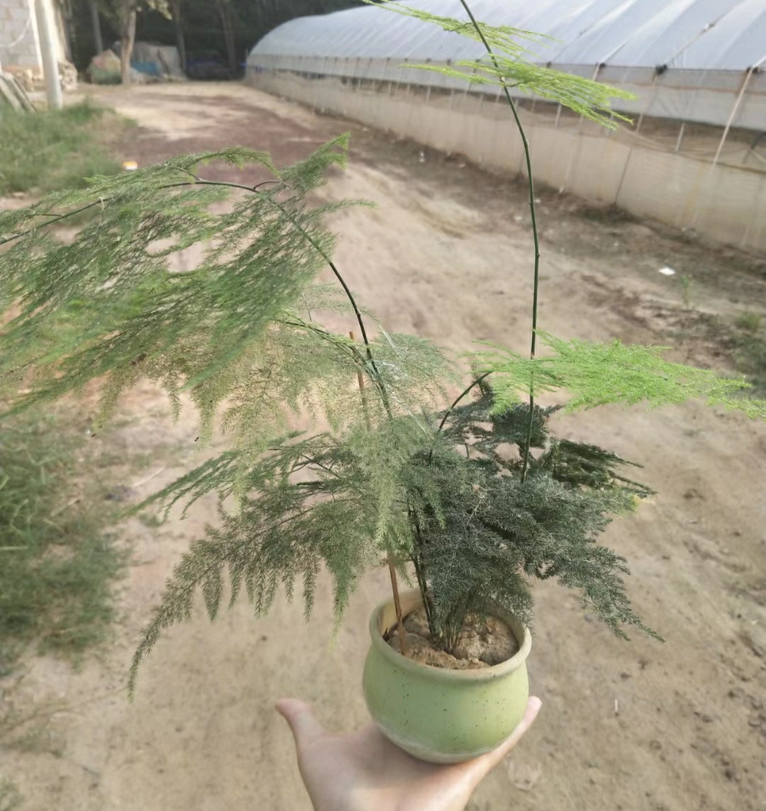 11月份的文松有"4怕",难怪叶子总是发黄,赶紧纠正还不晚