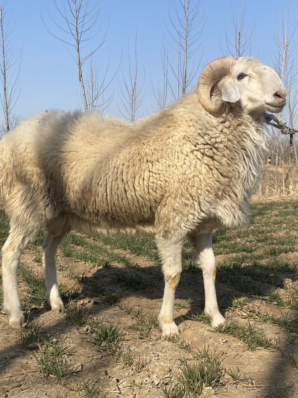 小尾寒羊种公羊好处 一,生长速度快  小尾寒羊4