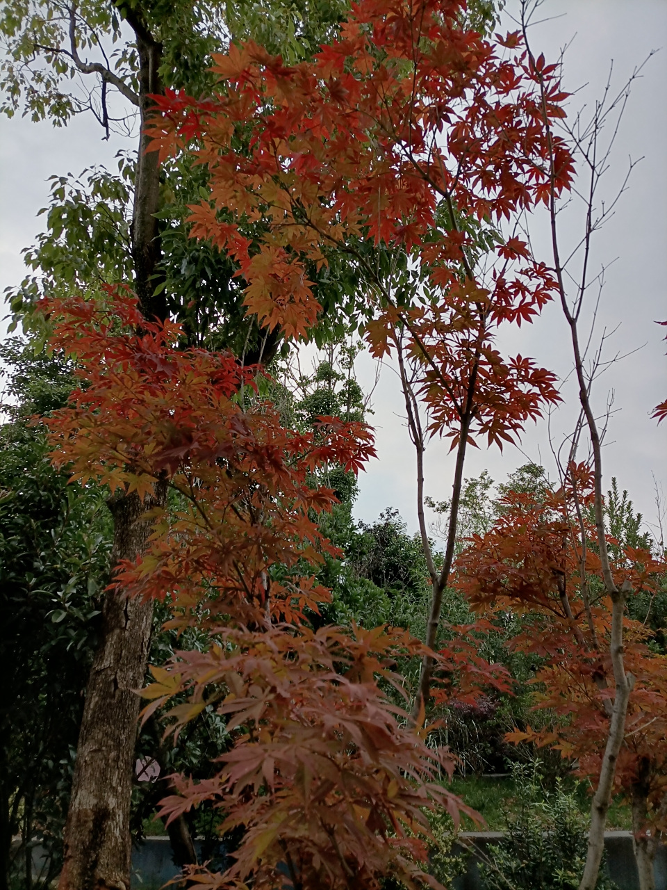 秋风送爽枫叶红