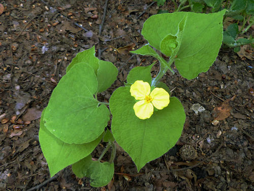 马蹄香是一种什么样的植物?
