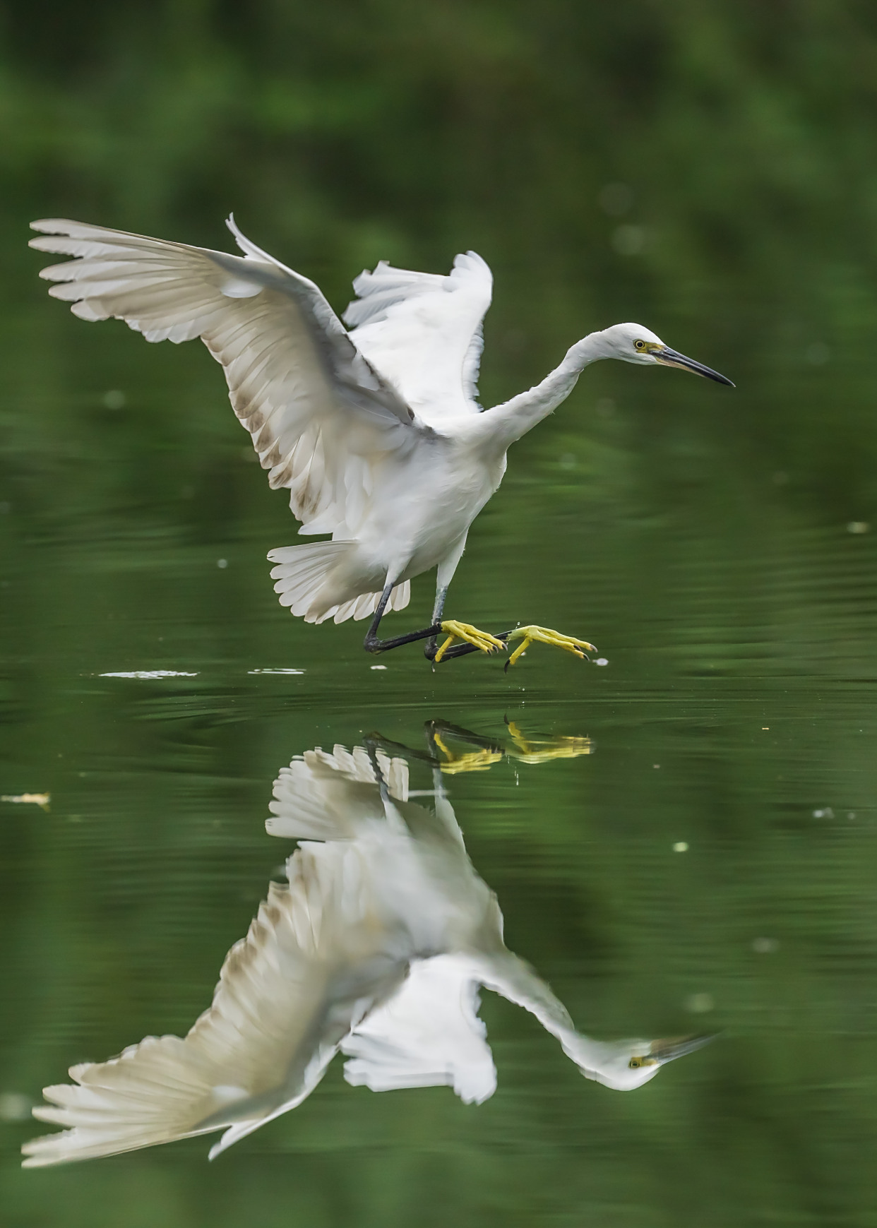 南湖公园鹭鸶掠影