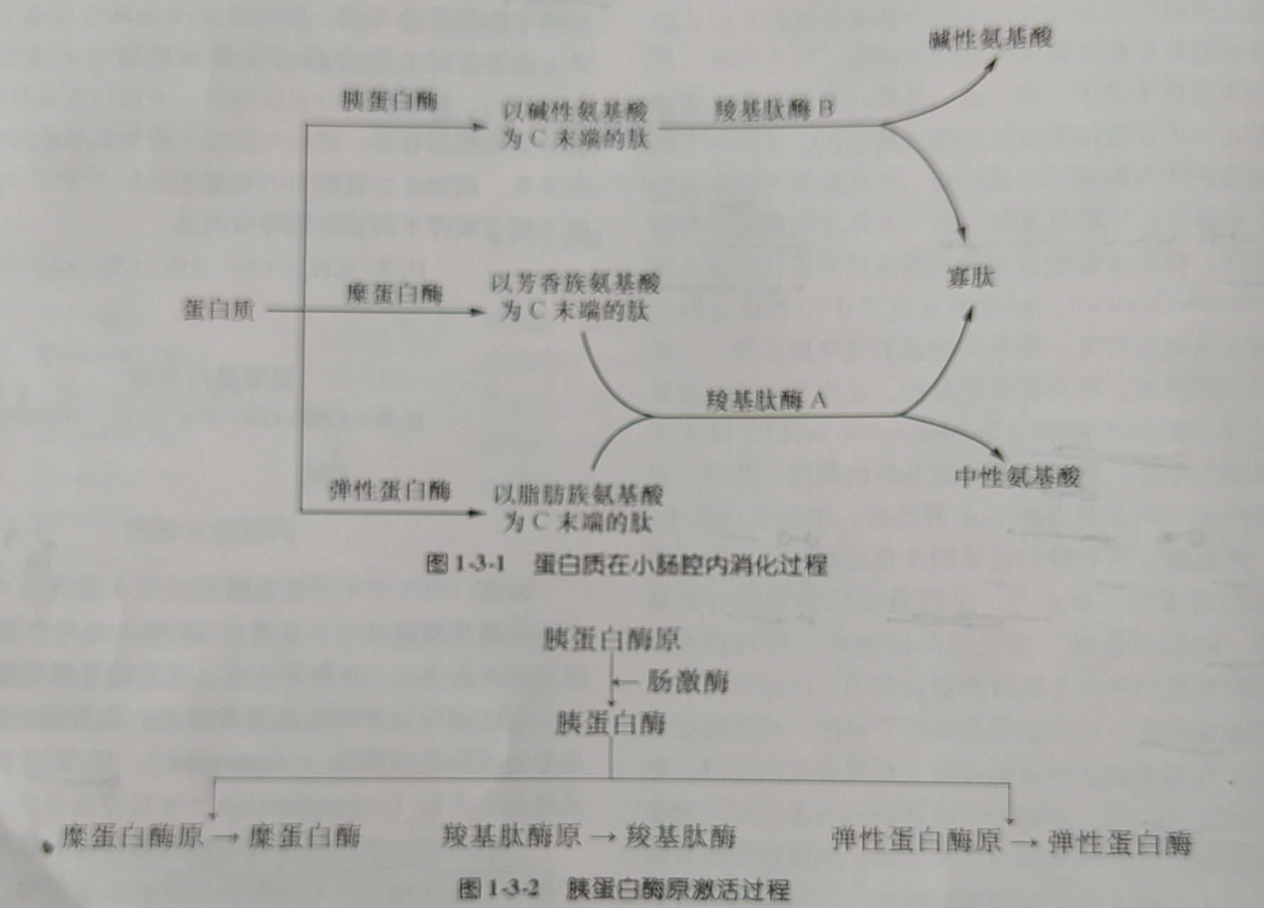 人体胰蛋白酶原一一激活过程示意图