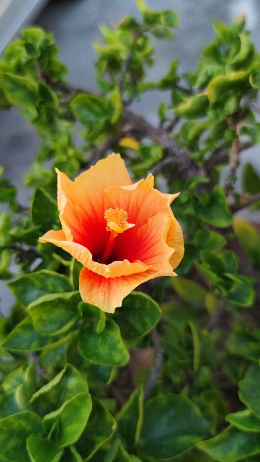 视频拍摄技巧2 (景别分类: 远景,全景,中景,近景,特写)