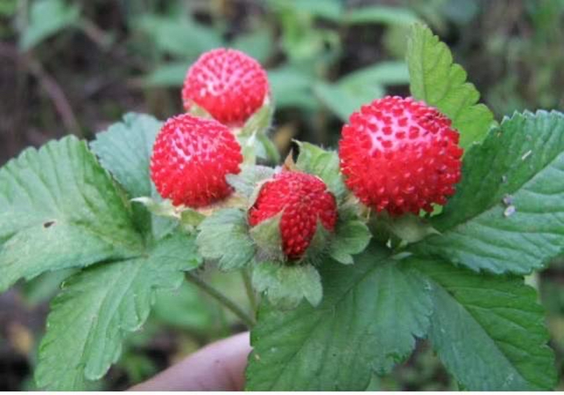 蛇莓确实有毒,只是这种毒素十分轻微,只要不是食用过量,不会有任何