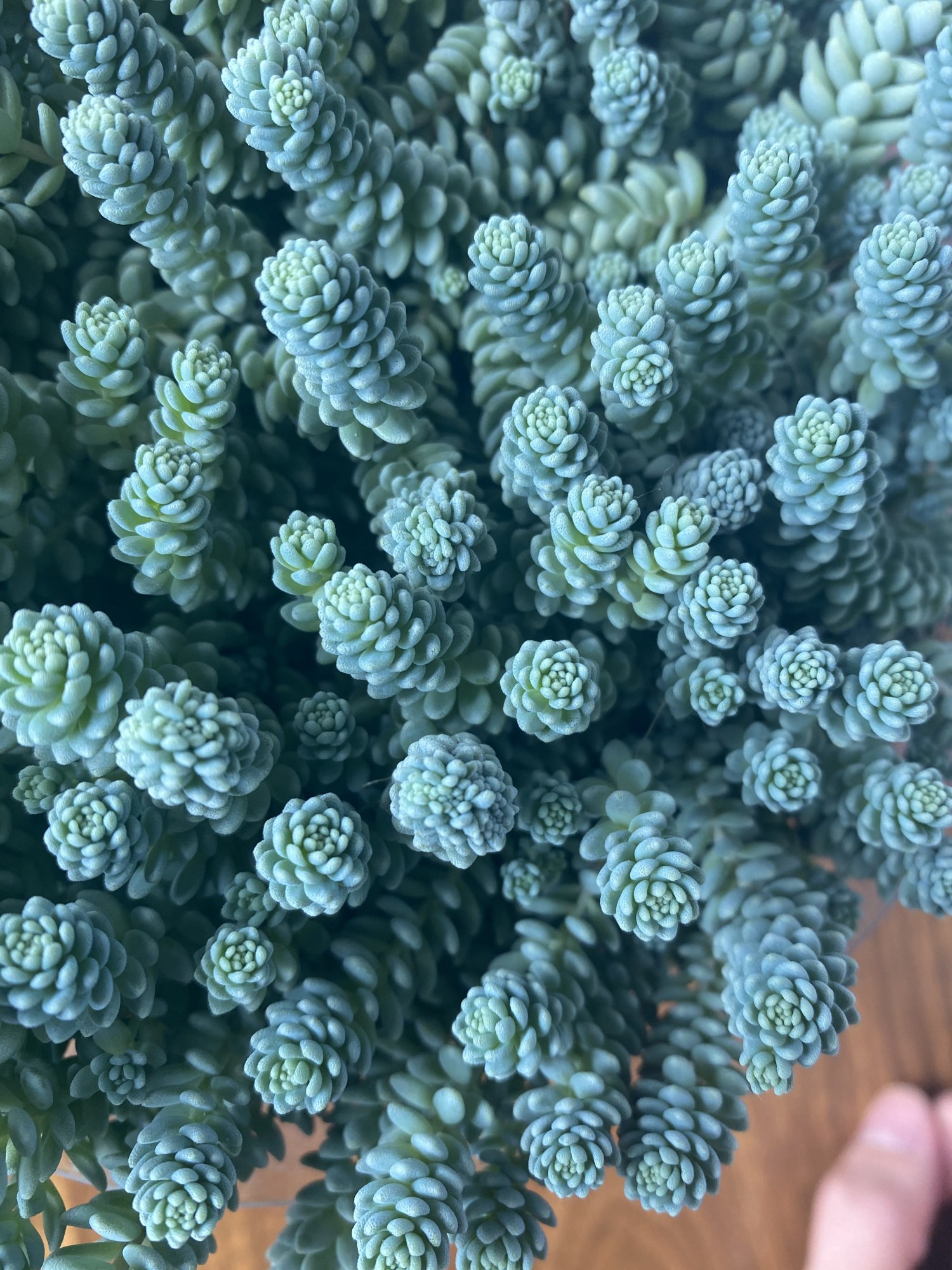 多肉中的小可爱姬星美人,适合用小盆养,洁白的小花真漂亮