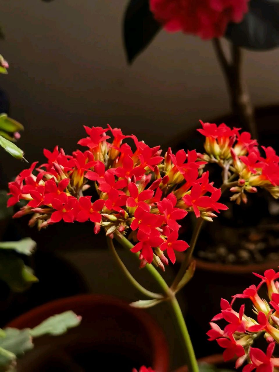 寓意吉祥长寿,能给人带来好运  寒冬里,我家的大叶红单长寿花如约开放