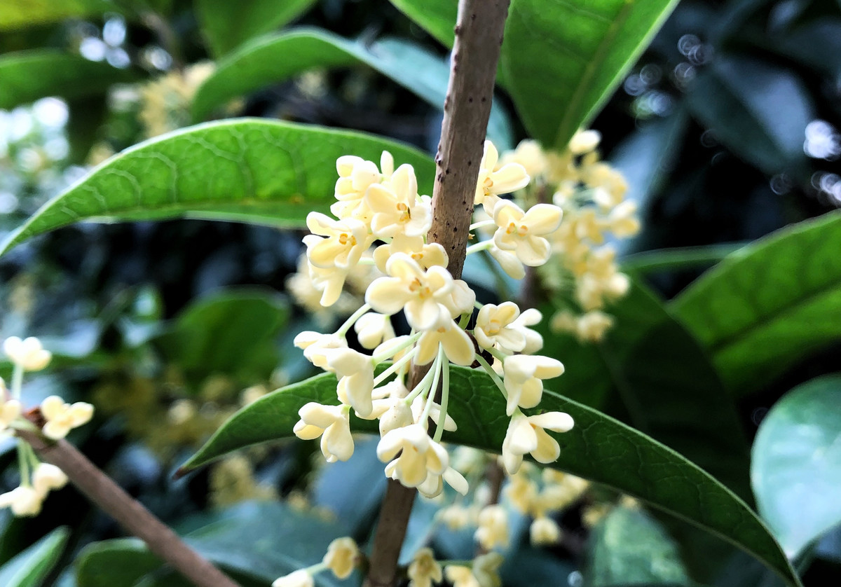 独占三秋压众芳,天上人间桂花香