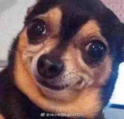 肖战绿洲最新丑狗表情包