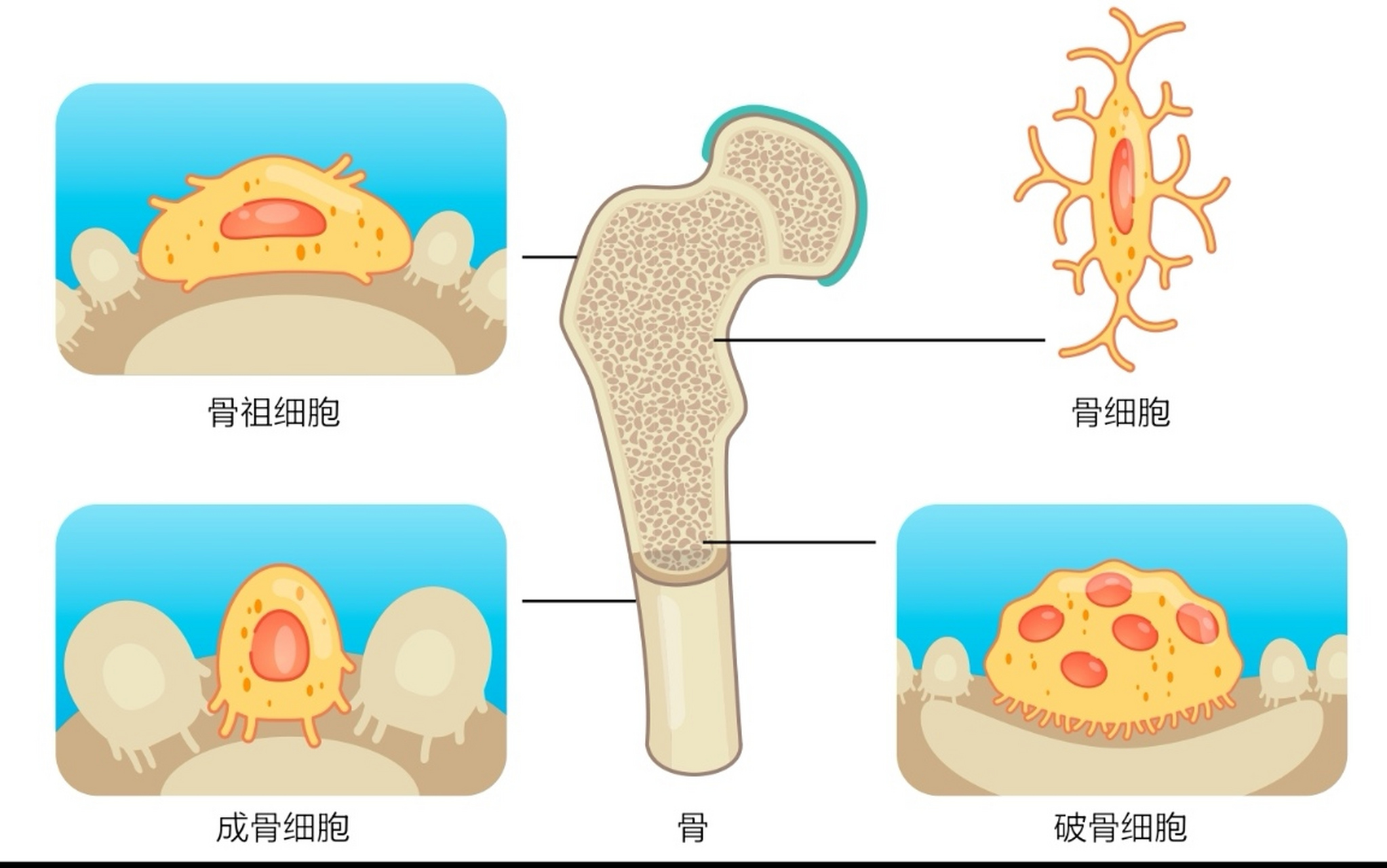 细胞骨架示意图图片