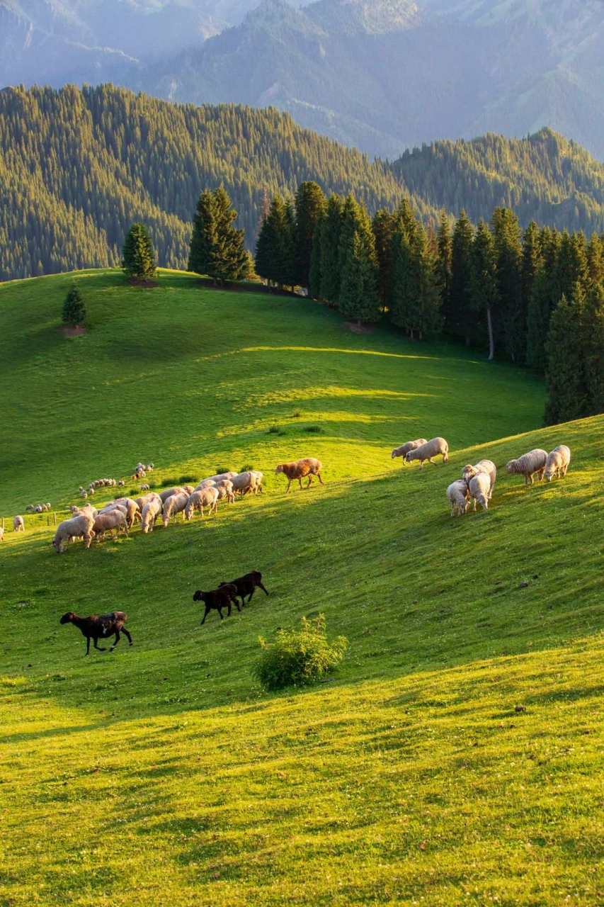 打卡江布拉克草原#旅行# #旅游