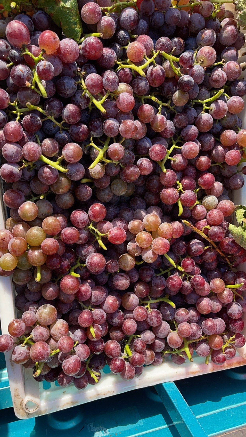 自己家的苹果葡萄山楂