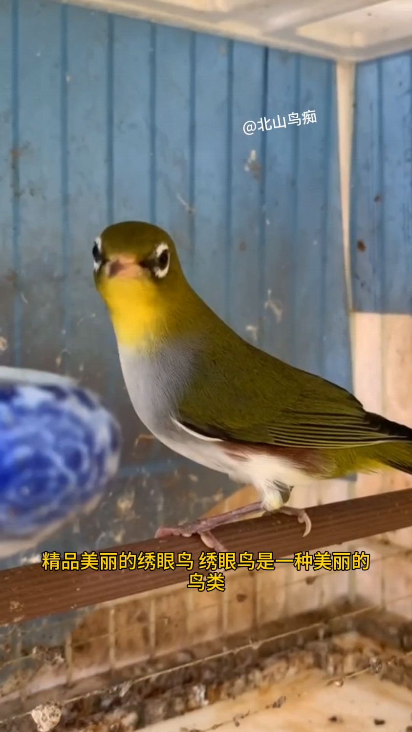 精品绣眼鸟的特点,羽毛与身材